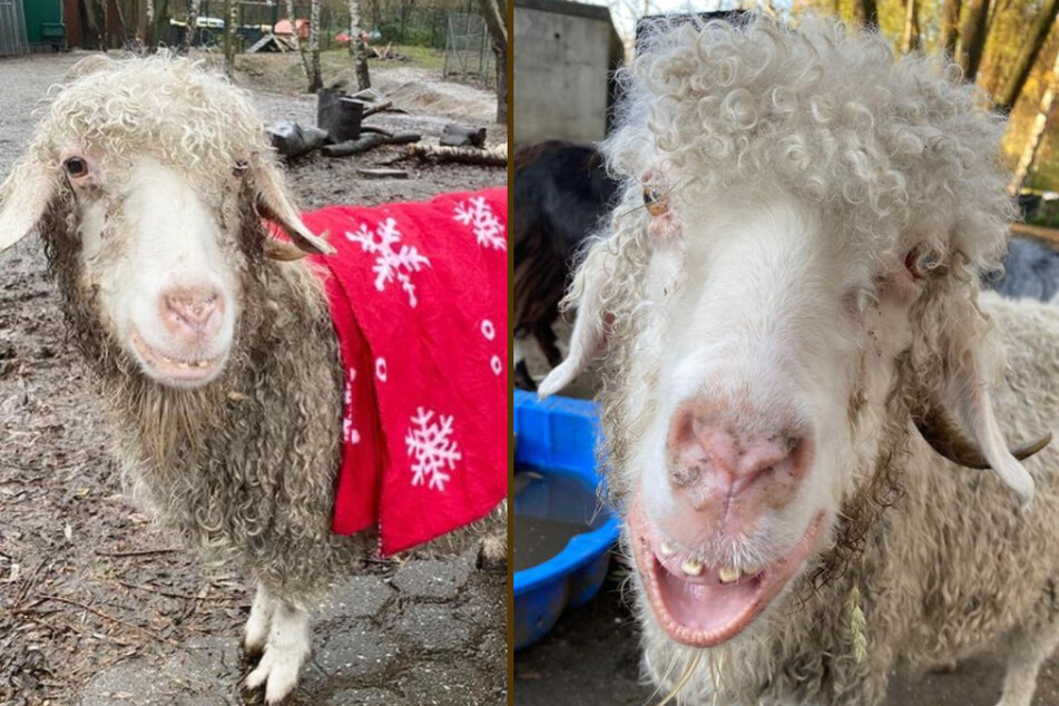 Die Mohair-Ziege fühlt sich im Tierheim Bergheim offenbar pudelwohl.