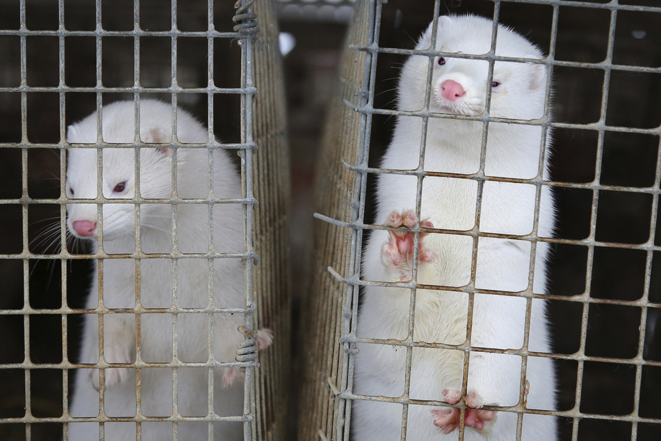 Nerze zählen zu den bedrohten Säugetierarten in Europa. Anfang November wurden Millionen der Tiere in Dänemark getötet.