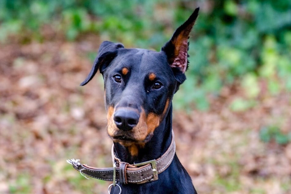 Der dreijährige Dobermann Ikarus sucht ein neues Zuhause.