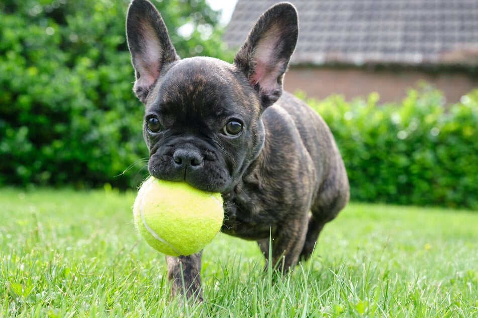 Hunde freuen sich über gemeinsames Spielen am Vormittag.