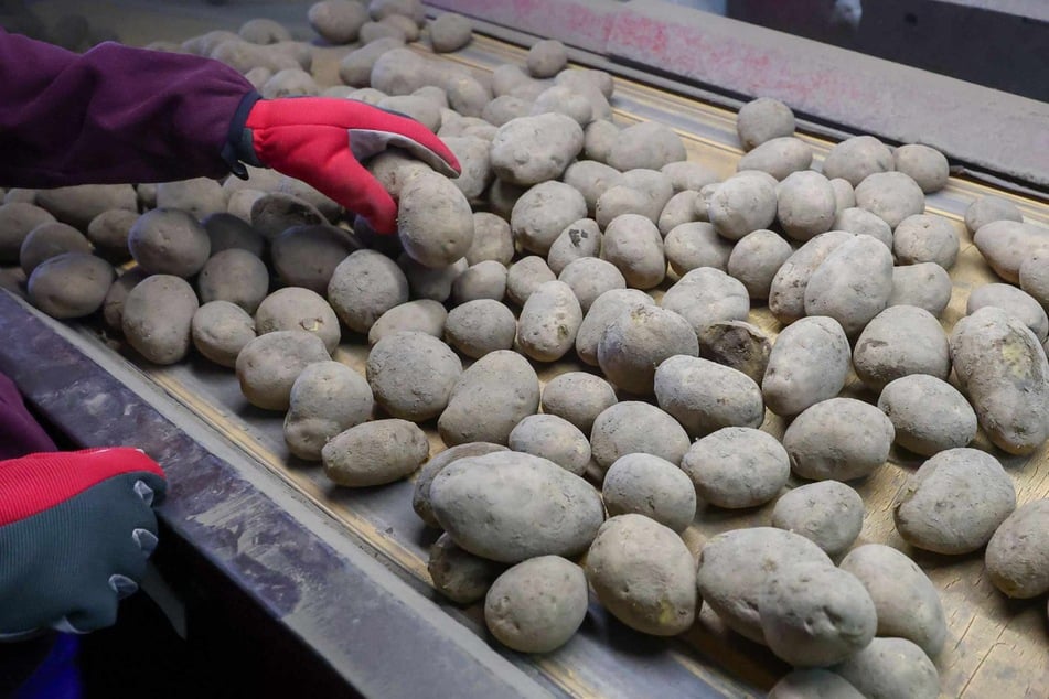 In Sachsen war die letzte Kartoffelernte rekordverdächtig. Weil das immense Erntevolumen am Markt nicht verkauft werden konnte, wurden im Rahmen der Grünen Woche Tonnen davon verschenkt.