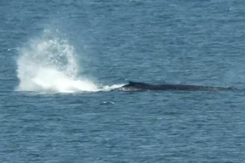 Mit kräftigen Schlägen seiner Schwanzflosse soll sich der Buckelwal mehrere Meter Richtung Küste bewegt haben.