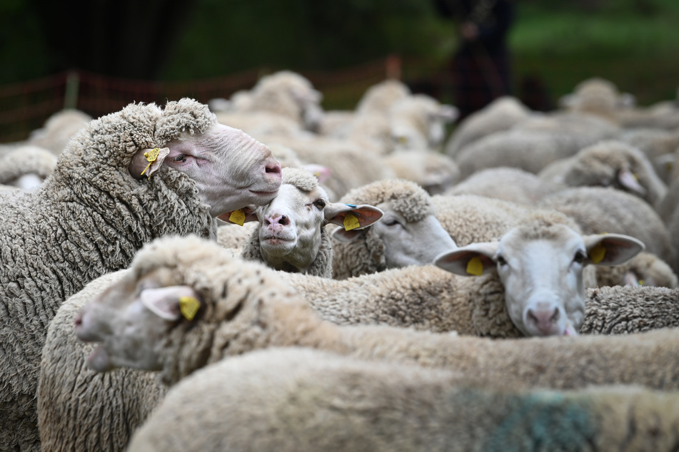 Die Schafhirtin Sam Bryce (55) setzt Deospray ein, um ihre Schafe zu beruhigen. (Symbolbild)
