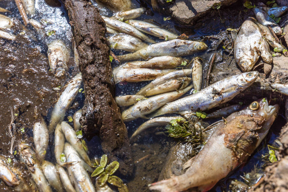 Tote Fische liegen am Ufer der Oder bei Brieskow-Finkenheerd. Die Ursache für das Fischsterben ist noch unklar.