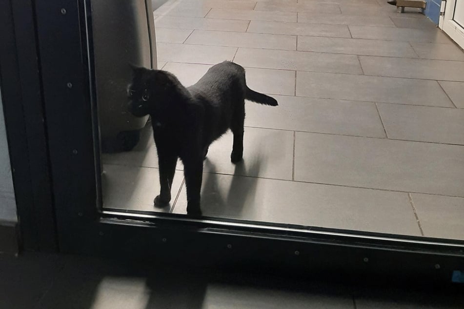 Was als möglicher Fall von Tierquälerei gemeldet wurde, entpuppte sich als leiser Hilferuf.