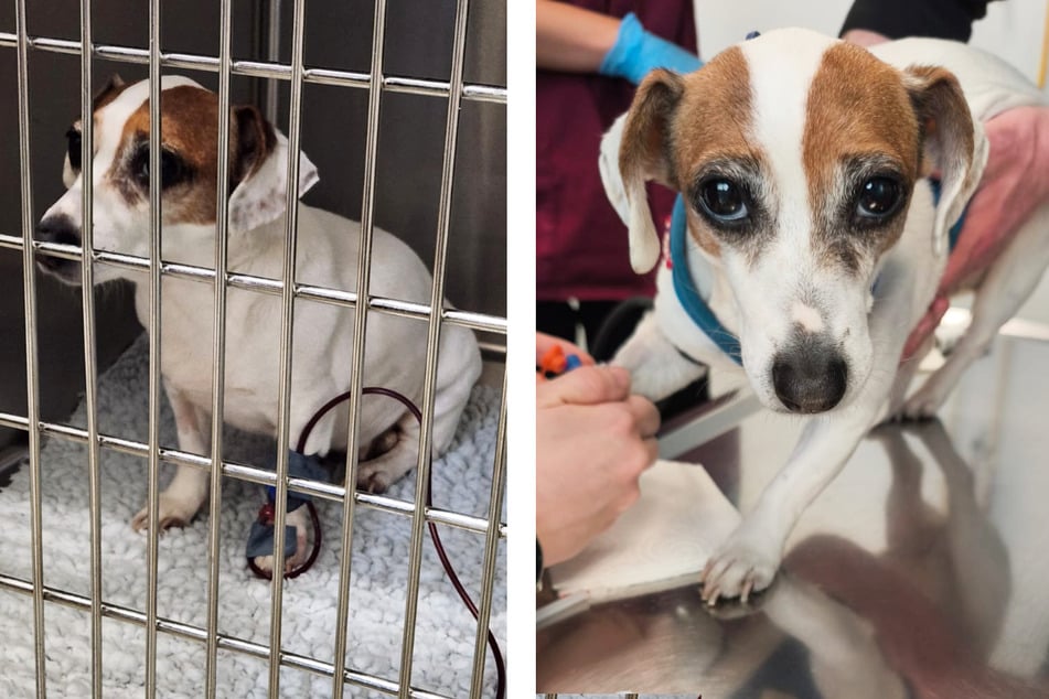 Die Jack-Russell-Terrier-Hündin wird in einer Tierarztpraxis in Bad Kissingen behandelt.