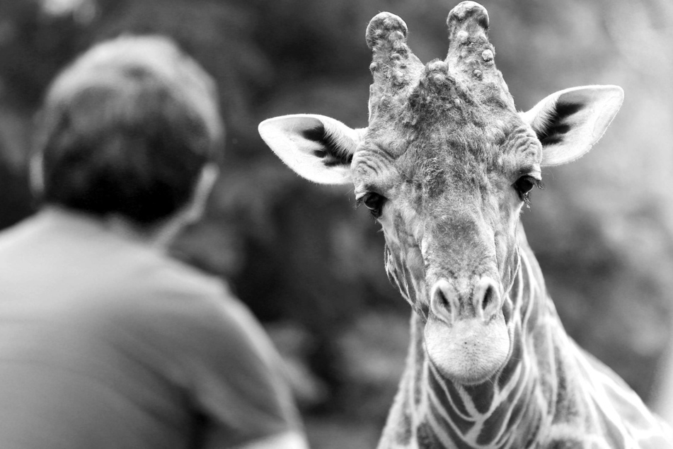 Zoo Duisburg trauert um Publikumsliebling Kiringo: Große Betroffenheit bei Fans