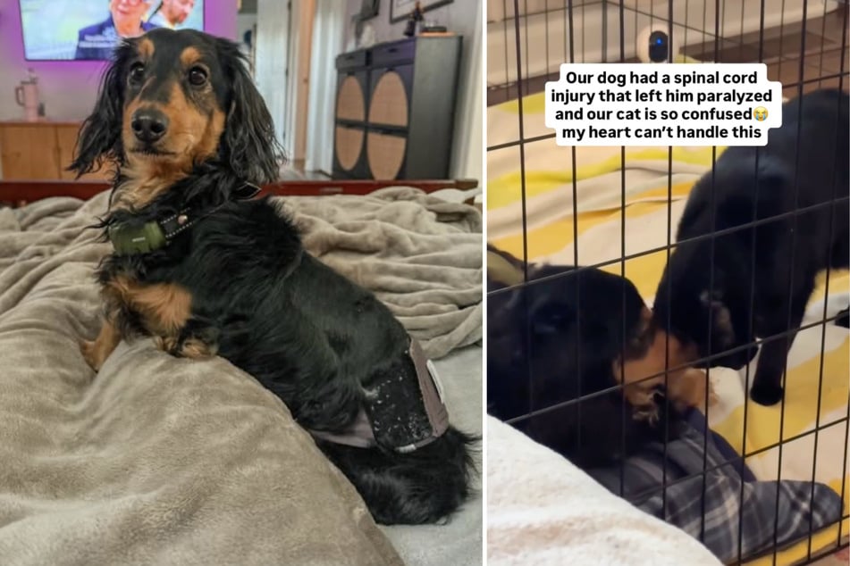 Seit der kleine Dackel an den Hinterbeinen gelähmt ist, fällt das Toben mit Greta aus.