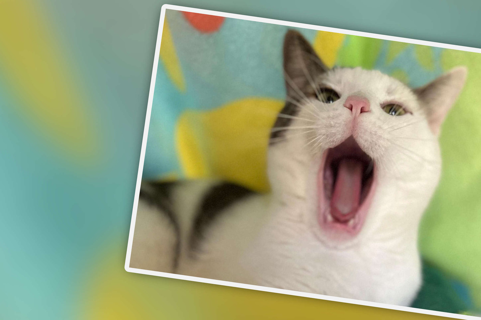 Katze aus Kölner Tierheim verzückt mit besonderem Talent: "Unbedingt einen zweiten Blick drauf werfen"