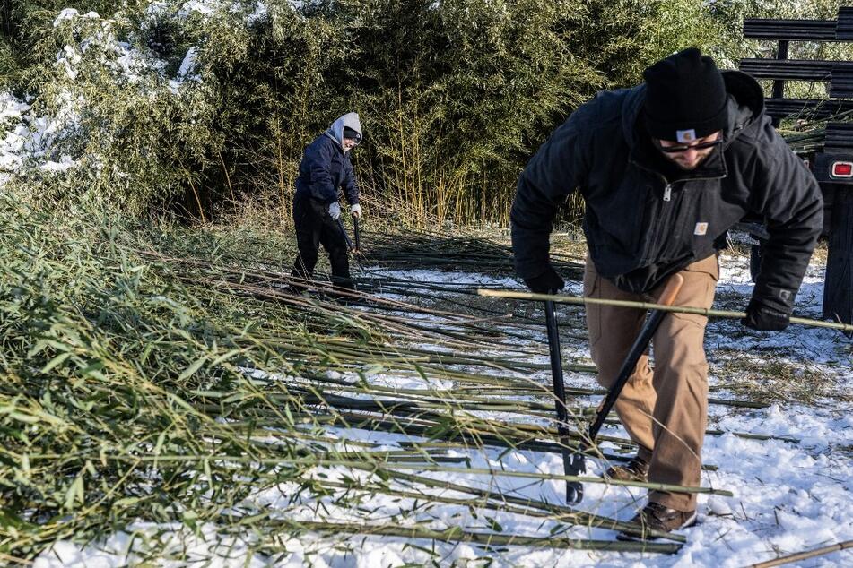 Jen Adams (l.) and Nate Pauli, animal keepers in the Department of Nutritional Science, load harvested bamboo to feed the giant pandas at the National Zoo in Washington DC into a truck in Front Royal, Virginia.