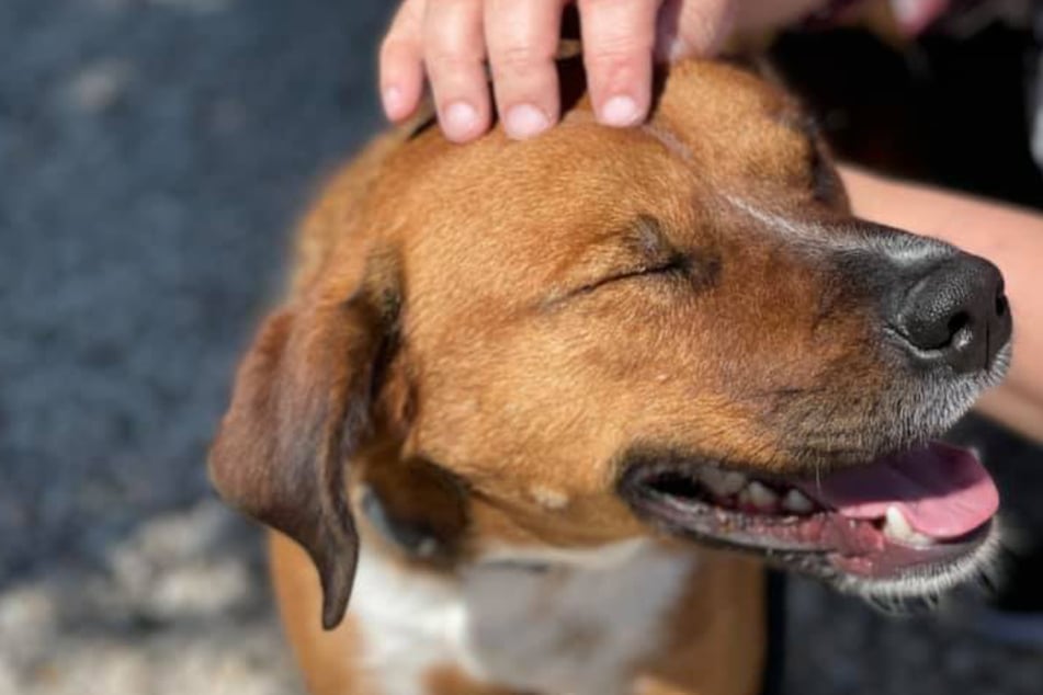After being returned several times, this unlucky shelter dog is still hoping for his forever home