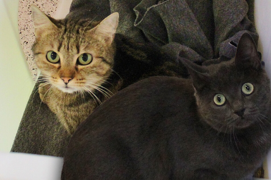 Katzen aus Hölle gerettet: Können Johanna und Hildegard je wieder ein normales Leben genießen?