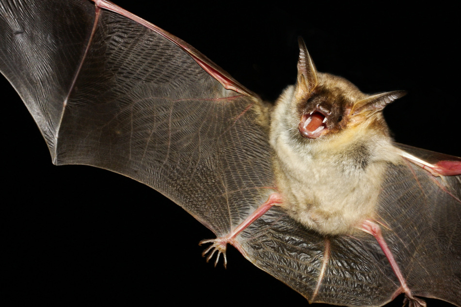 Bats are scary to many, and this case is likely to reinforce that (iconic image).