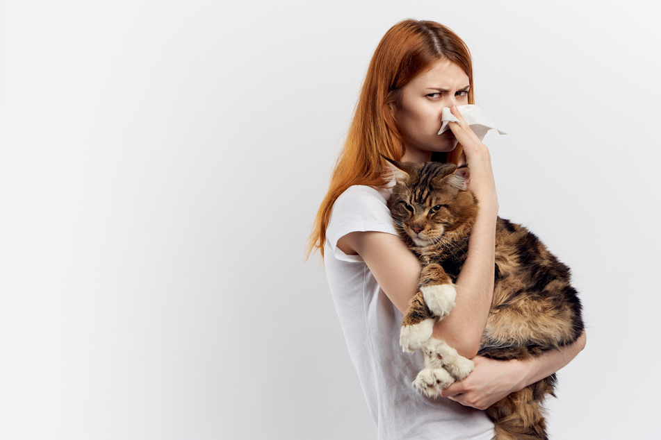 Welche Katzenrassen können sich für Allergiker eignen?