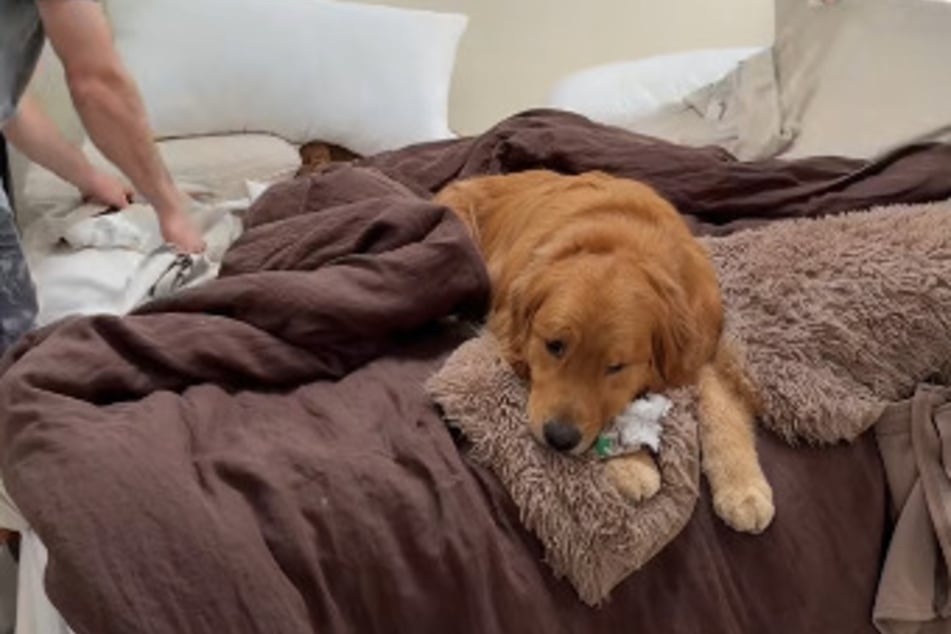 Golden Retriever Wally hat es nicht leicht.