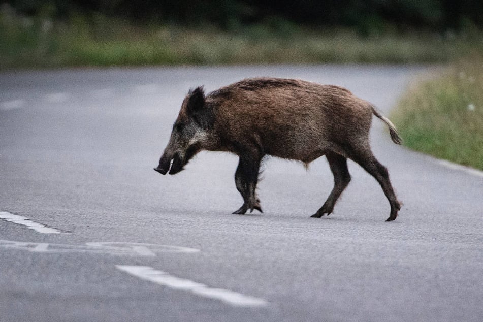 Ein Wagen ist nach einer Kollision mit einem Wildschwein von der Bundesstraße abgekommen. (Symbolfoto)