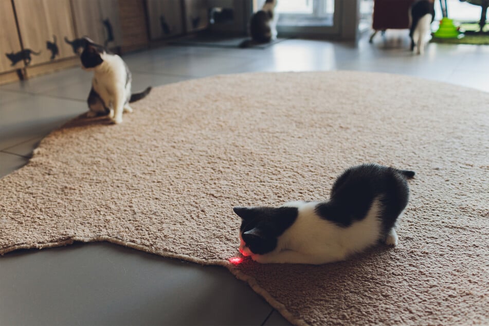 Laser pointers have a habit of making cats very excited.