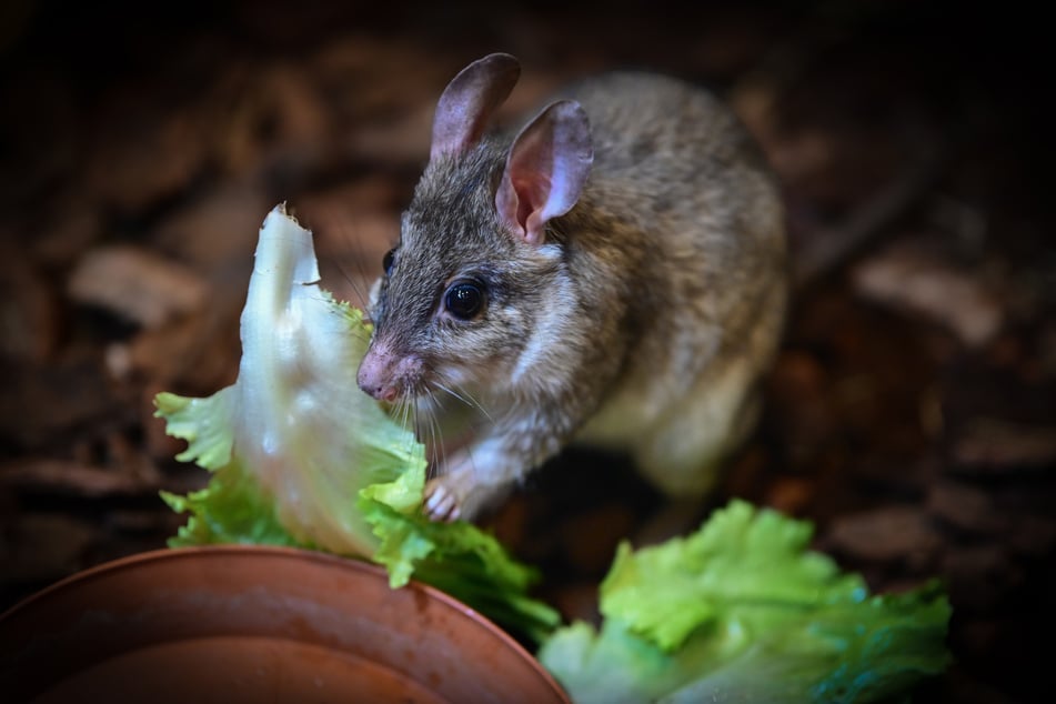 Die Madagaskar-Springratte lebt in freier Wildbahn ausschließlich in den Trockenwäldern auf der ostafrikanischen Insel. Nun ist ein Exemplar in Köln zu Hause.