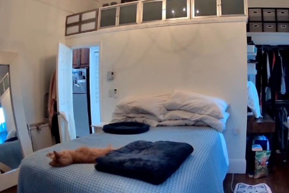 Gdy kot Ollie wyleguje się na łóżku, w tle słychać rozpaczliwe miauczenie demencyjnej kotki Luny.