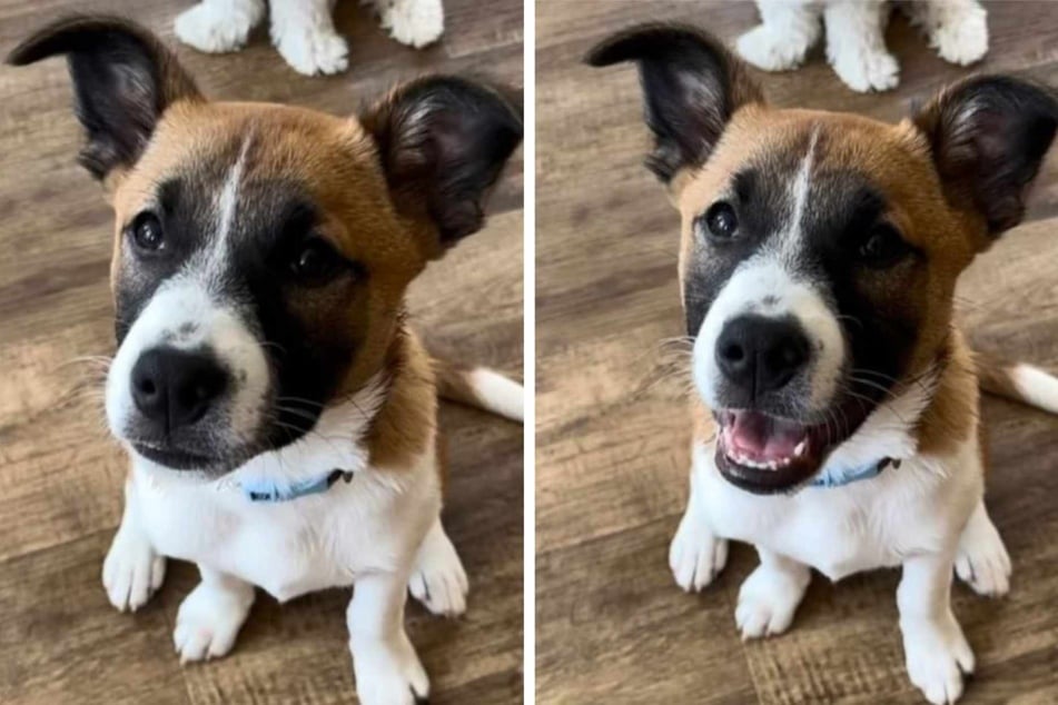 Viral TikToks show dogs' adorable reactions to being praised