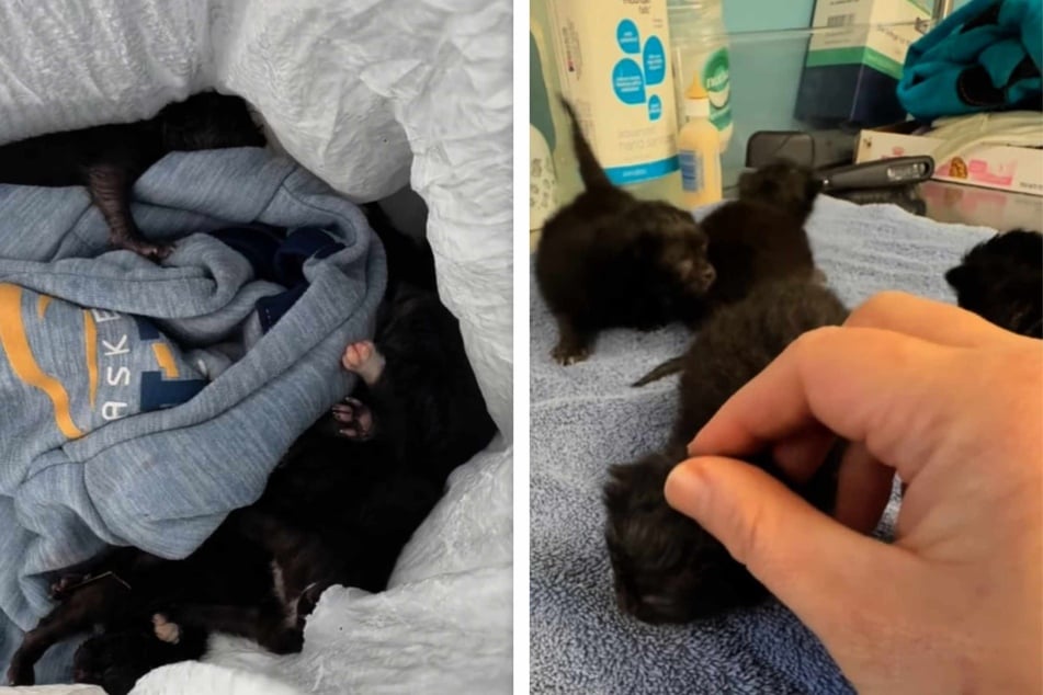 The kittens were only around a week old on the day they were rescued.