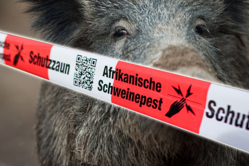Wegen Schweinepest-Ausbruch in NRW: Erster Landkreis zieht Konsequenzen
