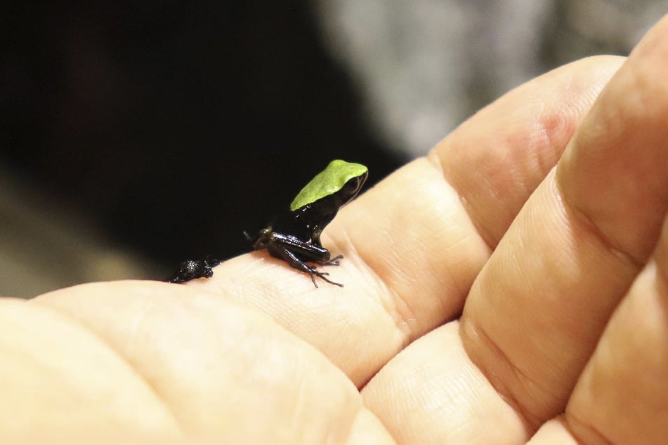 Wie klein der junge Frosch ist, wird im Vergleich zur menschlichen Hand deutlich.