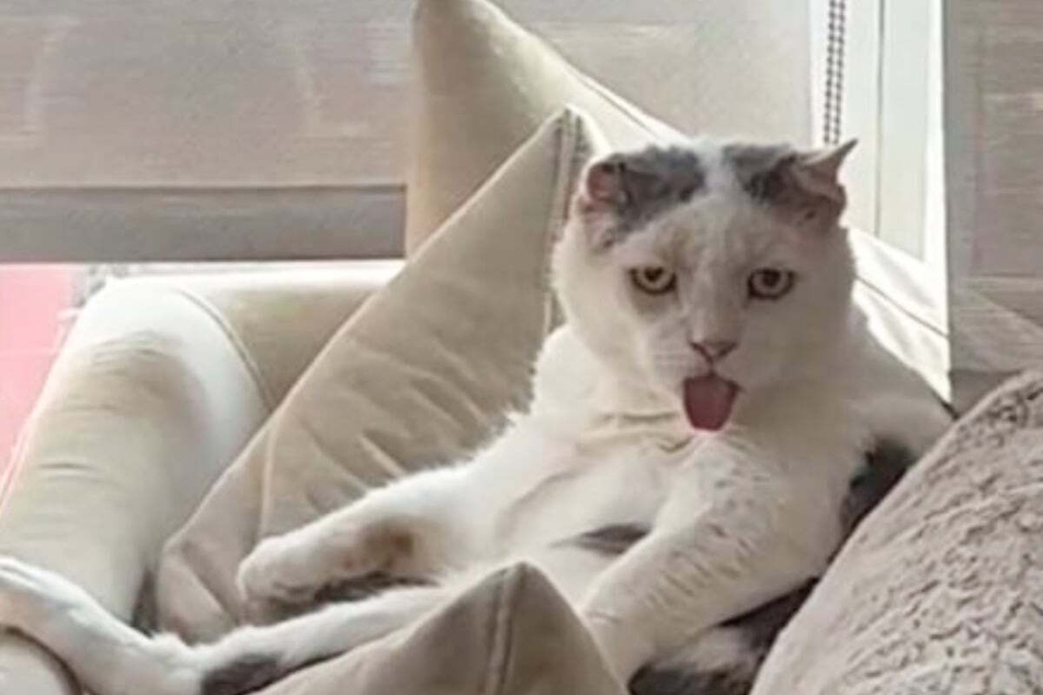 This cat's expression has TikTok users crying with laughter.