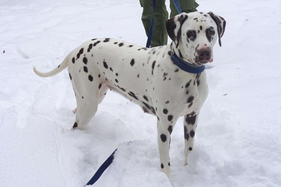 Dallis Alter wird auf etwa zwei Jahre geschätzt.