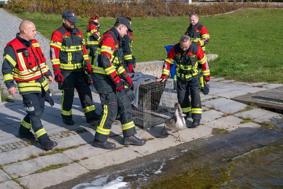 Die Feuerwehr setzte das Tier am Olbersdorfer See aus.