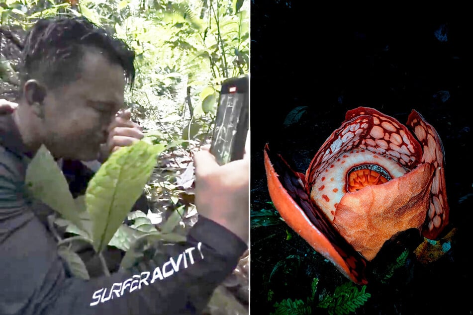 Der indonesische Blumensucher Septian "Deki" Andrikithat brach in Tränen aus, als er im indonesischen Dschungel auf eine Rafflesia stieß.