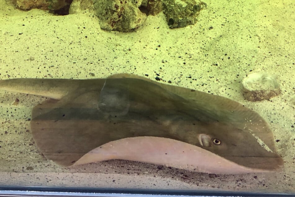 This stingray is pregnant, but there aren't any male animals in her tank.