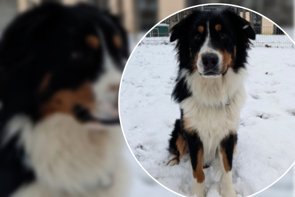 Junger Aussie will nicht länger herumgereicht werden: Findet Samu jetzt sein Glück?