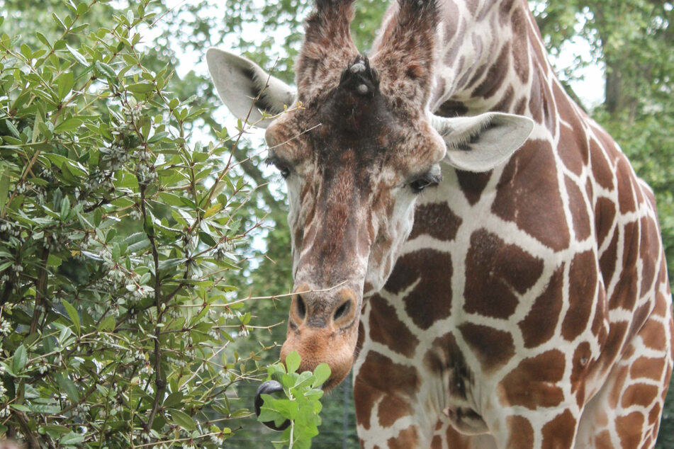 Giraffen-Bulle Hanck überlebte die Narkose nicht.