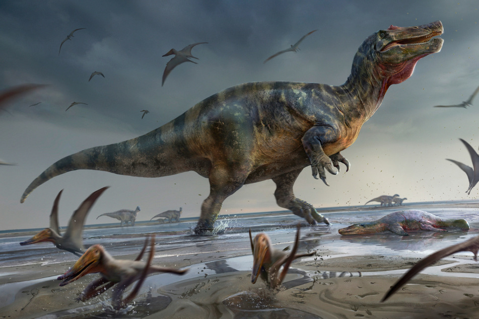 Mehr als zehn Meter lang war der Raubsaurier. Die Dino-Knochen kamen an der Südwestküste der Isle of Wight zum Vorschein.