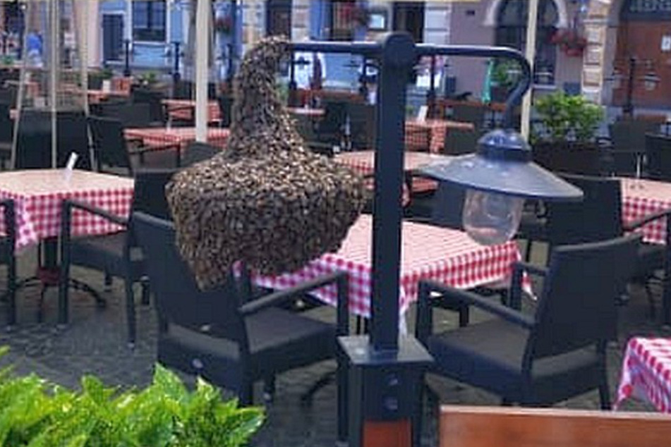 Ein Bienenschwarm machte es sich im Restaurant gemütlich.