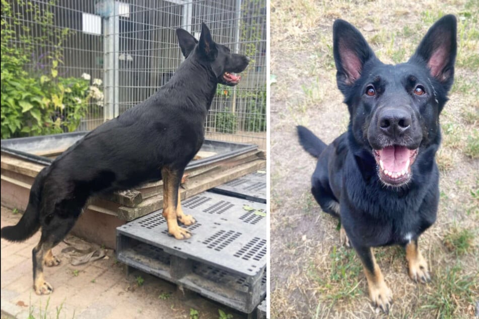 Schäferhund Dotty wartet im Berliner Tierheim darauf, adoptiert zu werden.