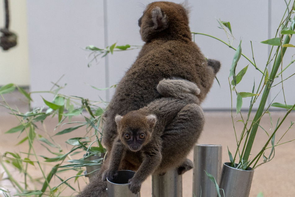 Der kleine Lemur wird noch viel von seiner Mutter am Bauch getragen.