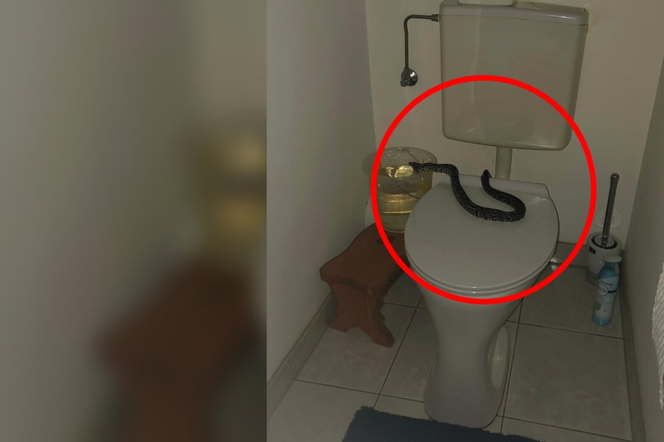 Dieser Python hatte sich in Österreich in der Toilette versteckt.