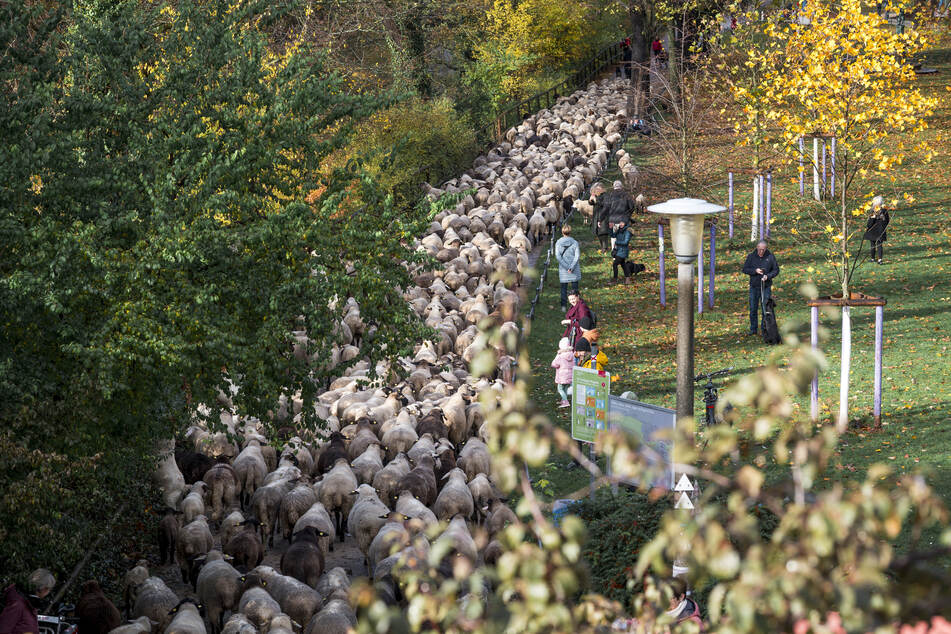 Die Schafe laufen auf der Hallerwiese an der Pegnitz entlang. Schaulustige verfolgen den tierischen Umzug.