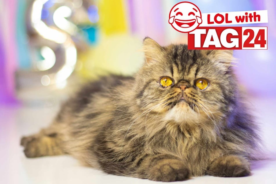 Joke of the Day for March 28, 2026: Happy Caturday!