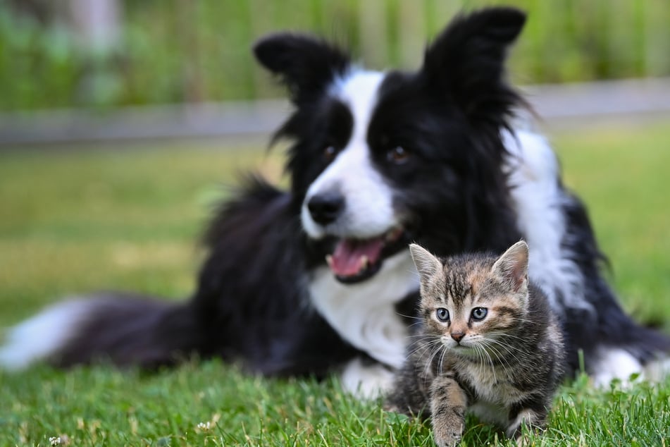 Hunde und Katzen sind aus vielen Haushalten in der Messestadt nicht mehr wegzudenken. (Archivbild)