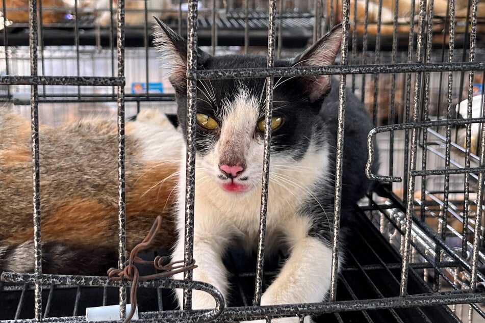 Einige Katzen konnten ihren Besitzern wiedergegeben werden.