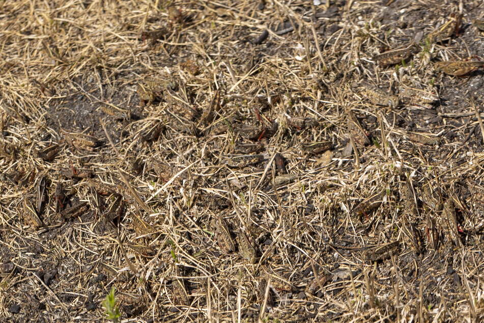 Schritt für Schritt wirbeln Hunderte Insekten auf. Millionen Heuschrecken haben den Gartenverein befallen.