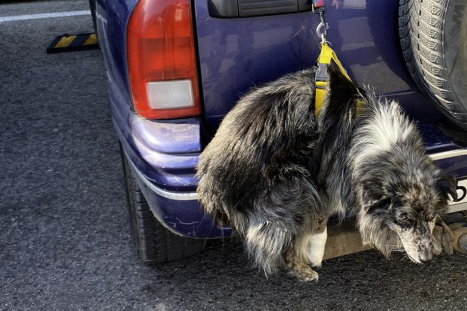 Passanten entdecken Hund, der gefesselt am Auto baumelt: Besitzer kann die Situation erklären