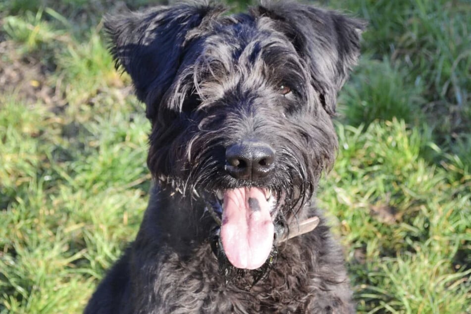 Riesenschnauzer Hank kam aus Tierschutzgründen ins Berliner Tierheim.