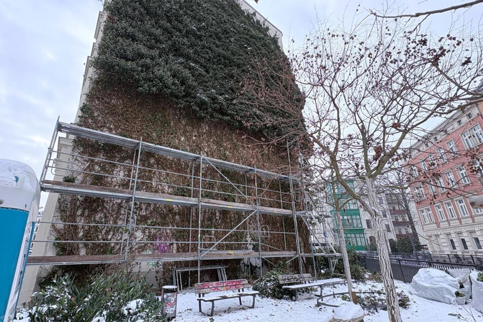 Bereits Ende Januar hatte man etwa die Hälfte der Pflanze entfernt.