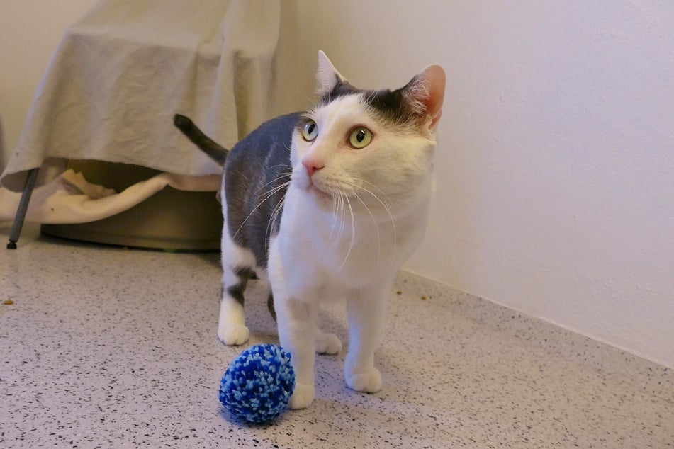 Kater Igor hofft auf ein ruhiges Plätzchen ohne Kinder oder andere Katzen.