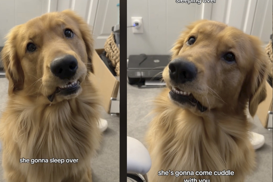 As if he understood every word: Golden Retriever Benny listens very carefully to his owner in this TikTok video.