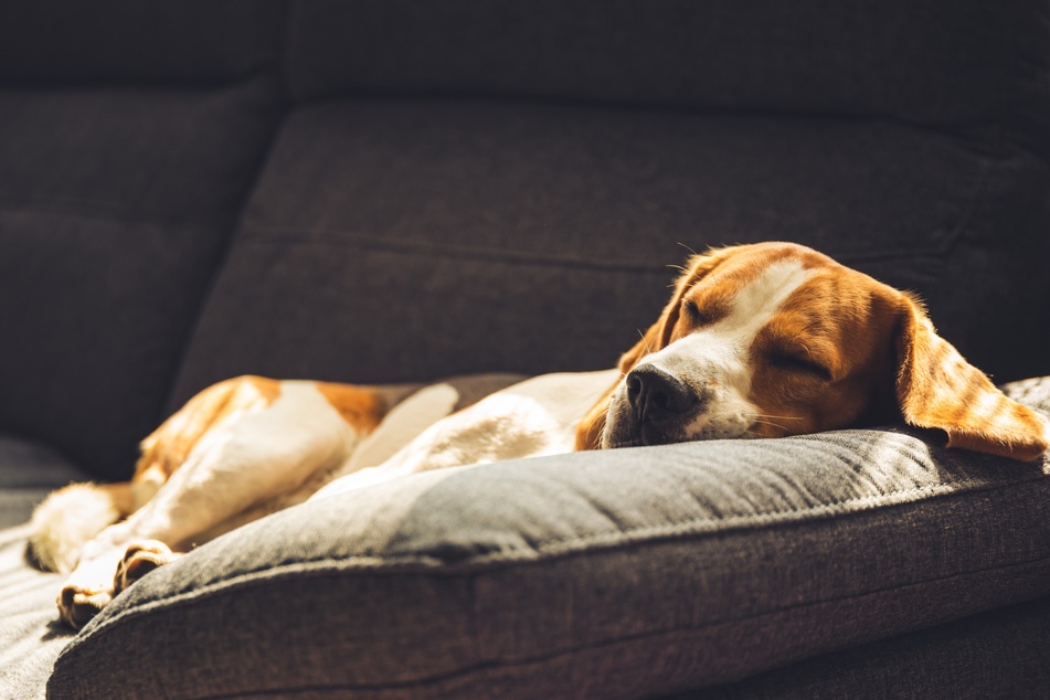 Ruhe nach dem (mehrfachen) Erbrechen kann Hunden sehr guttun.